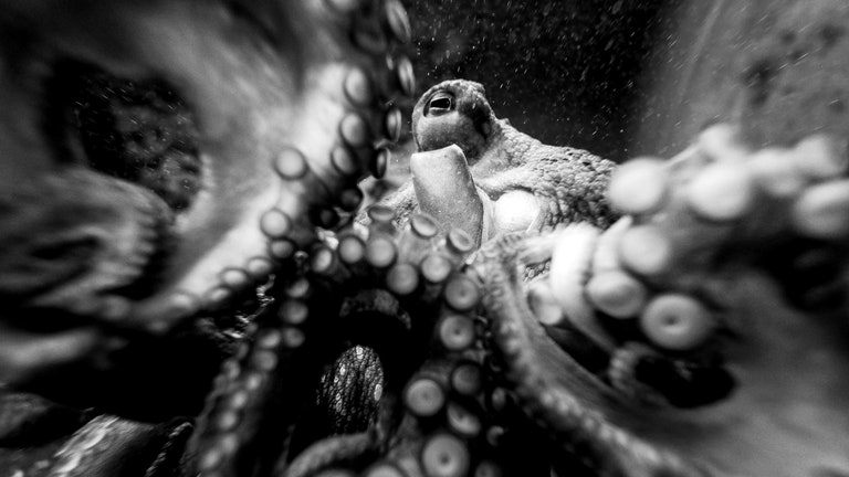 Black and white blurry photograph of an octopus up close