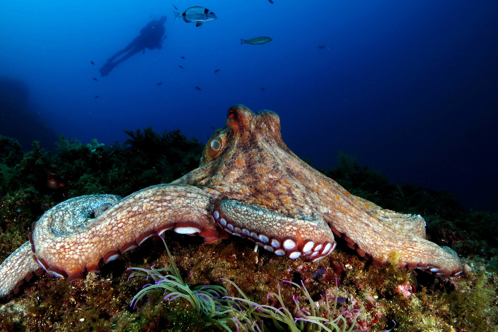 What Do We Owe the Octopus?
